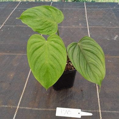 #170 Philodendron Tenue x Plowmanii