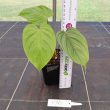 Load image into Gallery viewer, #170 Philodendron Tenue x Plowmanii