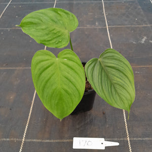 #170 Philodendron Tenue x Plowmanii