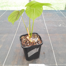 Load image into Gallery viewer, #170 Philodendron Tenue x Plowmanii
