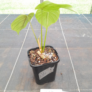 #170 Philodendron Tenue x Plowmanii
