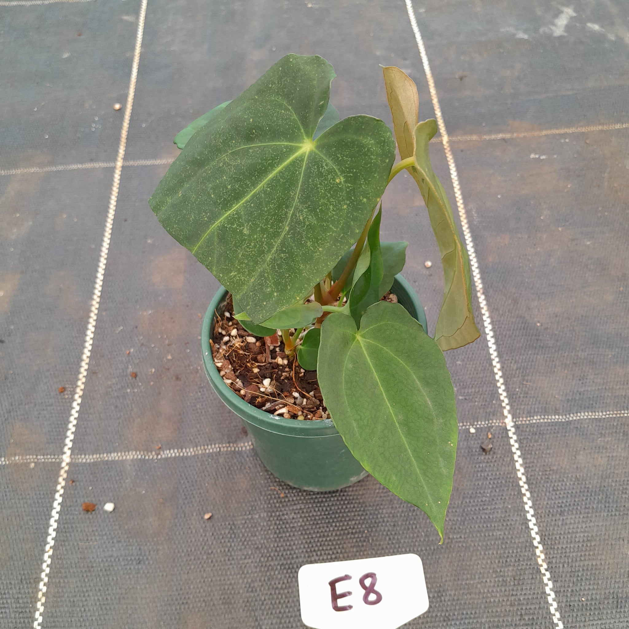 E8 Two x Headed Anthurium Hybrid - Papillilaminum x E8 Two x Headed Anthurium Hybrid - Papillilaminum x