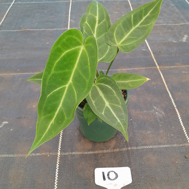 #10 Three x Headed Narrow Anthurium NOID