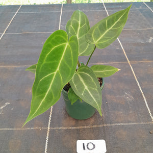 #10 Three x Headed Narrow Anthurium NOID