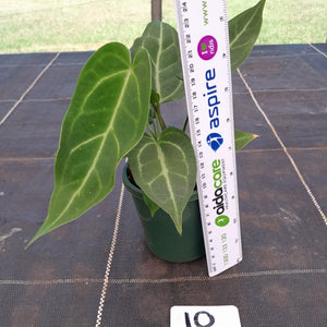 #10 Three x Headed Narrow Anthurium NOID