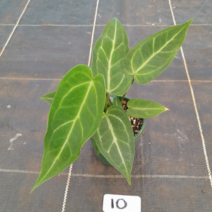 #10 Three x Headed Narrow Anthurium NOID
