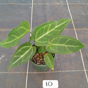 #10 Three x Headed Narrow Anthurium NOID