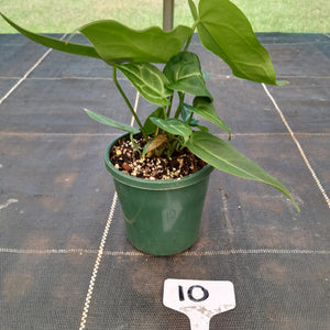 #10 Three x Headed Narrow Anthurium NOID