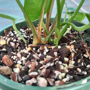 #10 Three x Headed Narrow Anthurium NOID