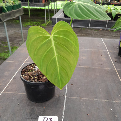 #D3 Philodendron Glorious