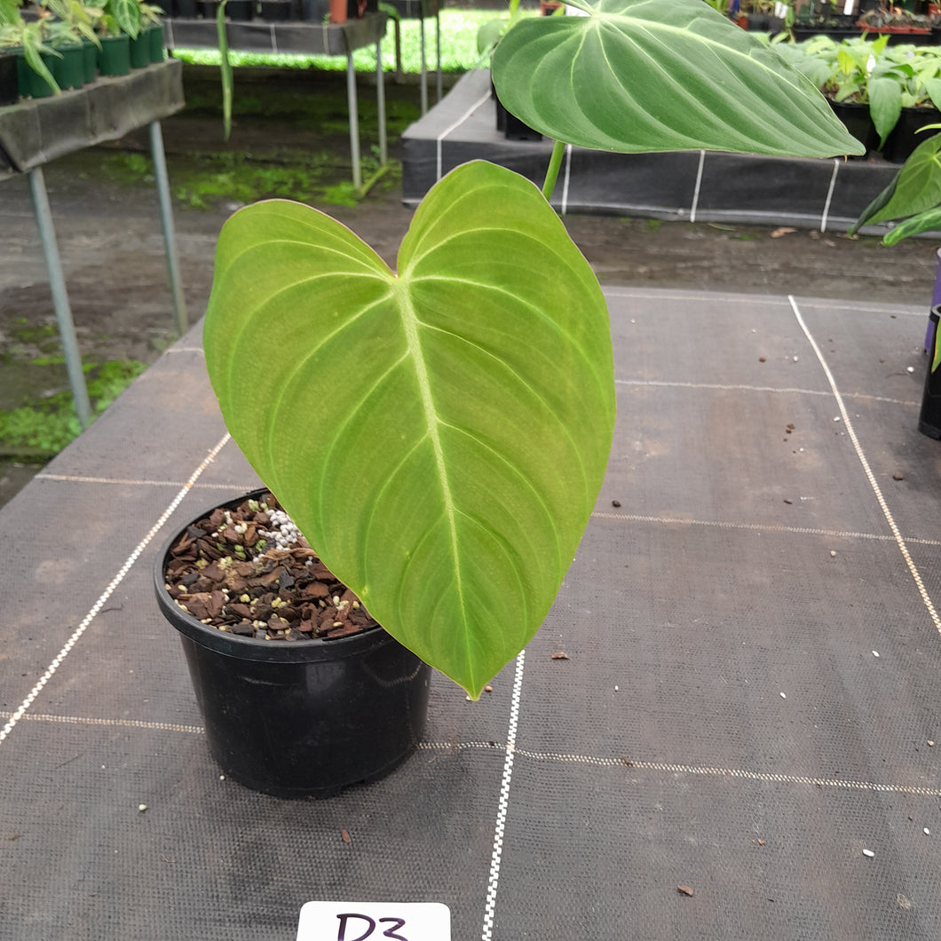 #D3 Philodendron Glorious