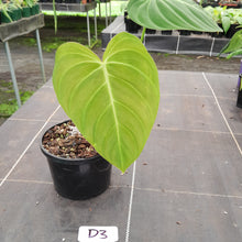 Load image into Gallery viewer, #D3 Philodendron Glorious