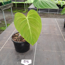 Load image into Gallery viewer, #D3 Philodendron Glorious