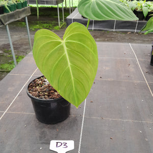 #D3 Philodendron Glorious