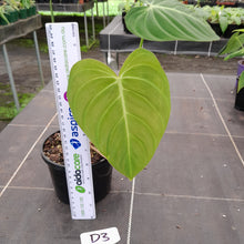 Load image into Gallery viewer, #D3 Philodendron Glorious