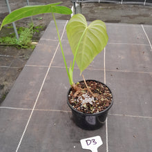 Load image into Gallery viewer, #D3 Philodendron Glorious