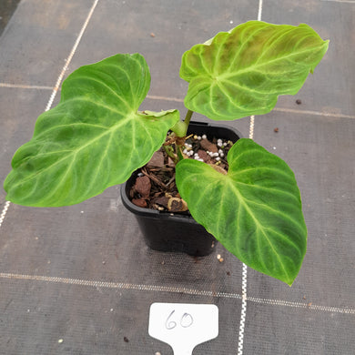 #60 Philodendron Verrucosum