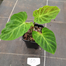 Load image into Gallery viewer, #60 Philodendron Verrucosum