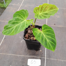 Load image into Gallery viewer, #60 Philodendron Verrucosum