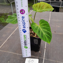 Load image into Gallery viewer, #60 Philodendron Verrucosum