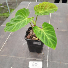 Load image into Gallery viewer, #60 Philodendron Verrucosum