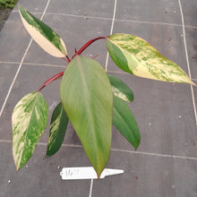 Load image into Gallery viewer, #147 Philodendron Strawberry Shake
