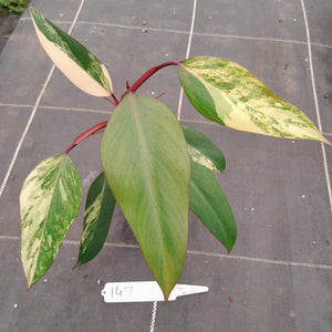#147 Philodendron Strawberry Shake