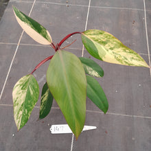 Load image into Gallery viewer, #147 Philodendron Strawberry Shake