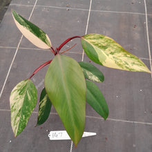 Load image into Gallery viewer, #147 Philodendron Strawberry Shake