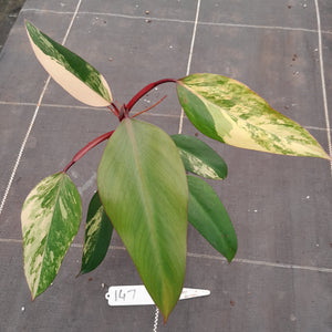 #147 Philodendron Strawberry Shake