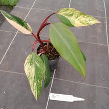 Load image into Gallery viewer, #147 Philodendron Strawberry Shake