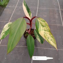 Load image into Gallery viewer, #147 Philodendron Strawberry Shake