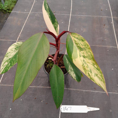 #147 Philodendron Strawberry Shake