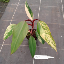Load image into Gallery viewer, #147 Philodendron Strawberry Shake