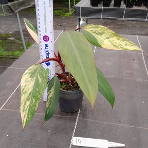 #147 Philodendron Strawberry Shake