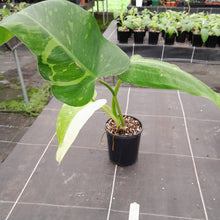 Load image into Gallery viewer, #47 Non TC Philodendron Jose Buono
