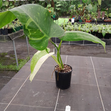 Load image into Gallery viewer, #47 Non TC Philodendron Jose Buono