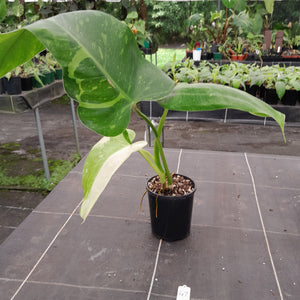 #47 Non TC Philodendron Jose Buono