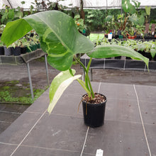 Load image into Gallery viewer, #47 Non TC Philodendron Jose Buono