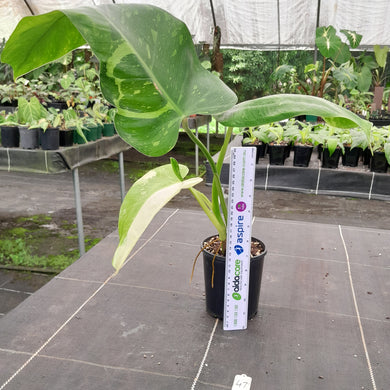 #47 Non TC Philodendron Jose Buono