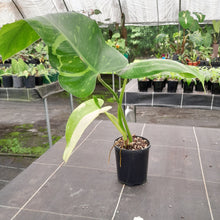 Load image into Gallery viewer, #47 Non TC Philodendron Jose Buono