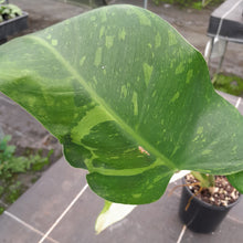 Load image into Gallery viewer, #47 Non TC Philodendron Jose Buono