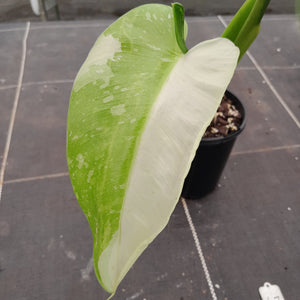 #47 Non TC Philodendron Jose Buono