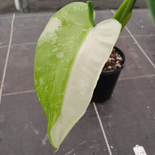 Load image into Gallery viewer, #47 Non TC Philodendron Jose Buono