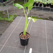 Load image into Gallery viewer, #47 Non TC Philodendron Jose Buono