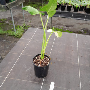 #47 Non TC Philodendron Jose Buono
