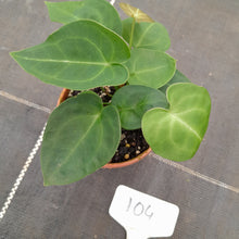 Load image into Gallery viewer, #104 Three x Headed Dark Anthurium NOID