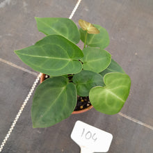 Load image into Gallery viewer, #104 Three x Headed Dark Anthurium NOID