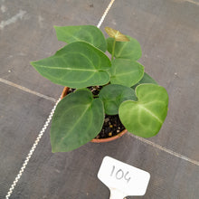 Load image into Gallery viewer, #104 Three x Headed Dark Anthurium NOID