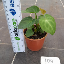 Load image into Gallery viewer, #104 Three x Headed Dark Anthurium NOID